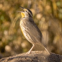 Western Meadowlark